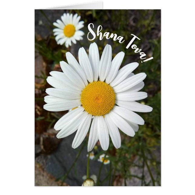 Perky White Daisy Flower Rosh Hashanah Card (Front)