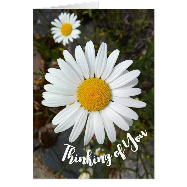 Perky White Daisy Flower Thinking of You Card (Front)