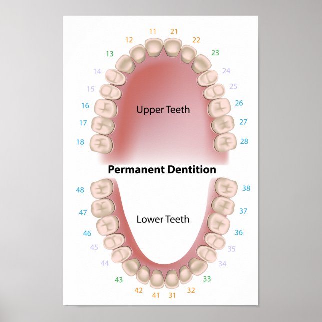 Permanent teeth adult dentition Poster (Front)