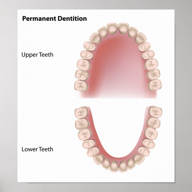 Permanent teeth adult dentition Poster (Front)