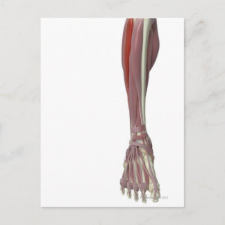 Peroneus Longus Postcard