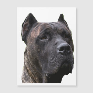 perro de pressa.png