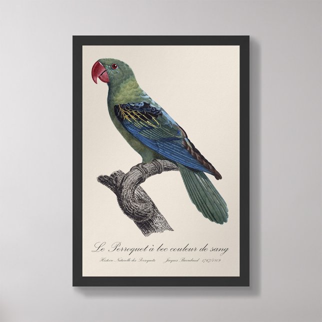 Perroquet a bec couleur sang / Great-billed parrot Photo Print (Creator Uploaded)