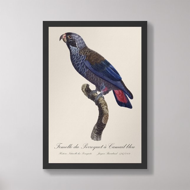 Perroquet a Camail bleu / Dusky parrot  Photo Print (Creator Uploaded)