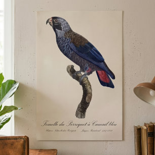 Perroquet a Camail bleu / Dusky parrot  Poster