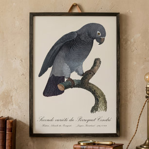 Perroquet Cendre / Timneh African grey parrot   Photo Print