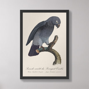 Perroquet Cendre / Timneh African grey parrot   Photo Print