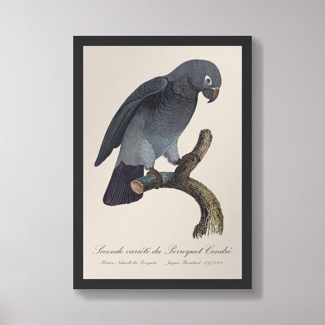 Perroquet Cendre / Timneh African grey parrot   Photo Print (Creator Uploaded)