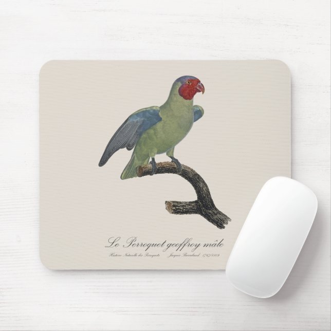 Perroquet geoffroy male / Red cheeked Parrot  Mouse Pad (With Mouse)