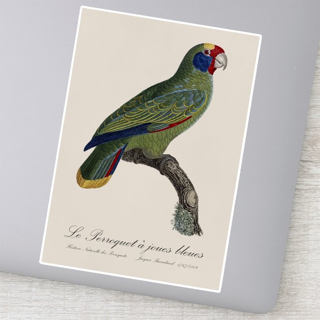 Perroquet  joues bleues / Red-tailed amazon  (Red-Tailed Parrot Amazon, Amazona Brasiliensis. Sticker)