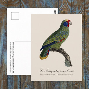 Perroquet  joues bleues / Red-tailed amazon  Postcard