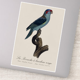 Perruche a bandeau rouge / Musk Lorikeet 