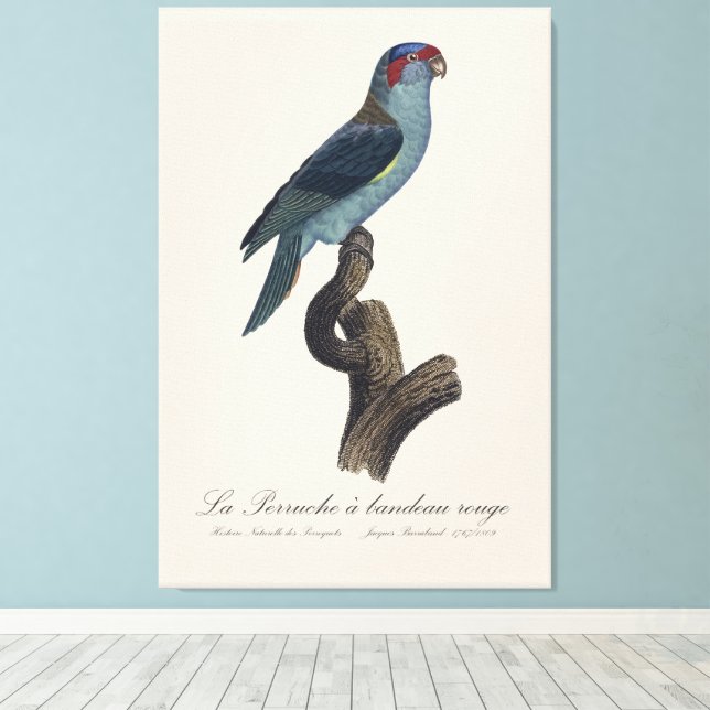 Perruche a bandeau rouge / Musk Lorikeet  Canvas Print (Insitu(Wood Floor))