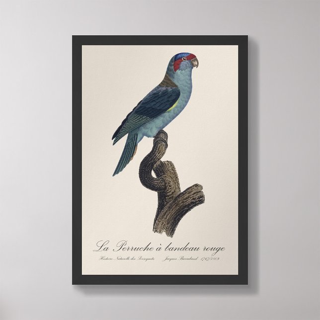 Perruche a bandeau rouge / Musk Lorikeet  Photo Print (Creator Uploaded)