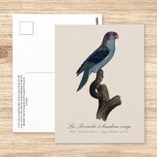 Perruche a bandeau rouge / Musk Lorikeet  Postcard