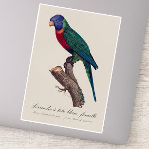 Perruche a tete bleue, femelle / Rainbow lorikeet,