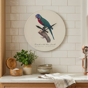 Perruche a tete bleue, femelle / Rainbow lorikeet, Large Clock