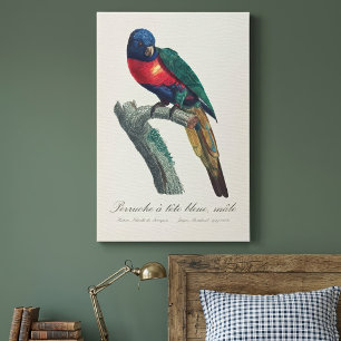 Perruche a tete bleue / Rainbow lorikeet  Canvas Print