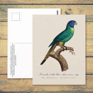 Perruche a tete bleue / Rainbow lorikeet, juvenile Postcard
