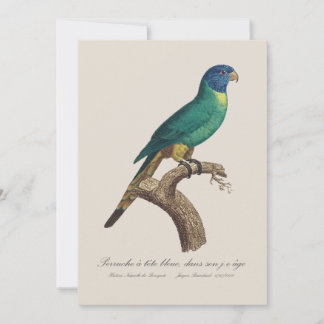 Perruche a tete bleue / Rainbow lorikeet, juvenile Thank You Card