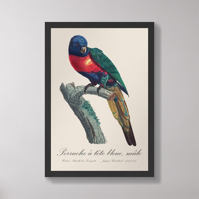 Perruche a tete bleue / Rainbow lorikeet  Photo Print (Creator Uploaded)