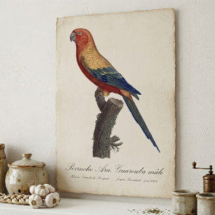 Perruche Ara, Guarouba  / Sun parakeet  Poster