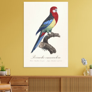 Perruche omnicolore / Eastern rosella  Canvas Print