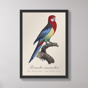 Perruche omnicolore / Eastern rosella  Photo Print