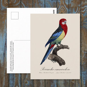 Perruche omnicolore / Eastern rosella  Postcard
