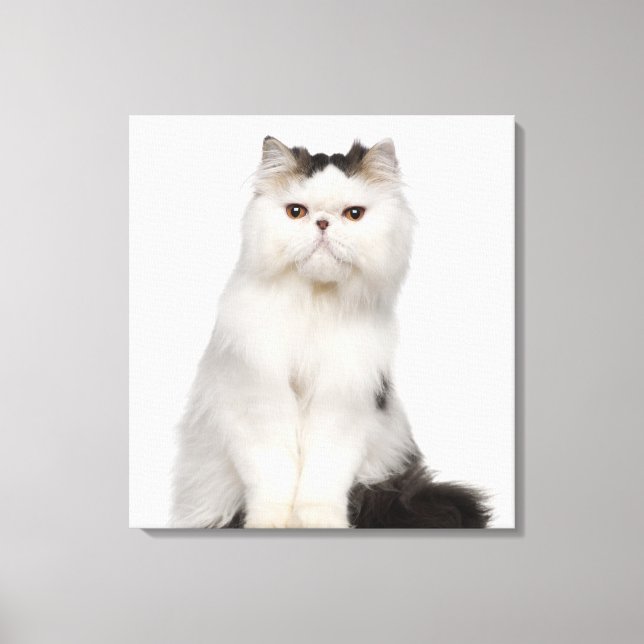Persian (10 months old) sitting canvas print (Front)
