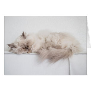 Persian Cat