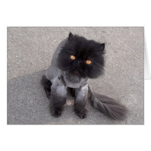 Persian Cat