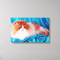 Persian cat