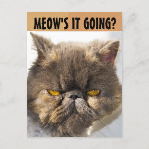 PERSIAN CAT FUNNY POSTCARD