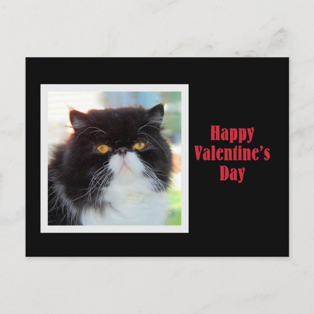 Persian Cat Happy Valentine's Day Holiday Postcard (Front)