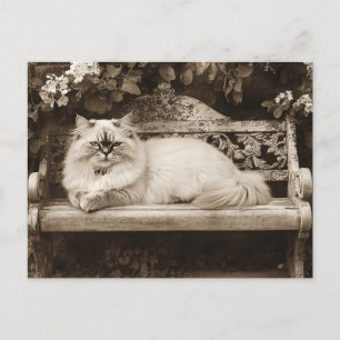 Persian Cat on a Garden Bench Postcard