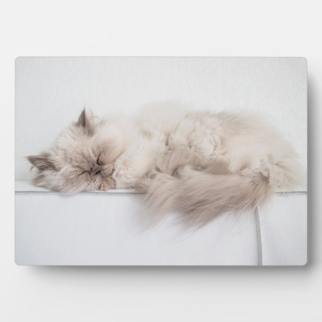 Persian Cat Plaque (Front)