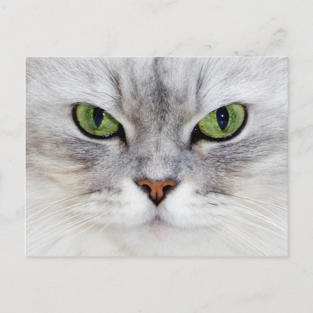 Persian cat portrait - Postcard (Front)