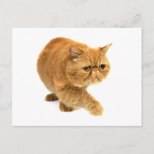 Persian cat postcard