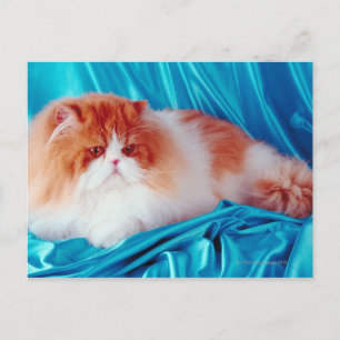 Persian cat postcard