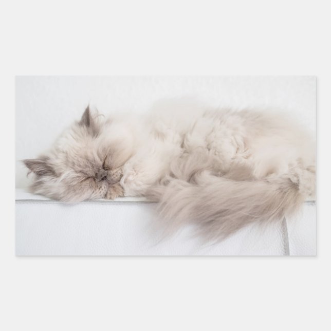 Persian Cat Rectangular Sticker (Front)