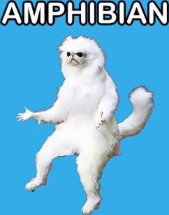 Katzen Memes Und Das Internet 8 Katzige Internethighlights
