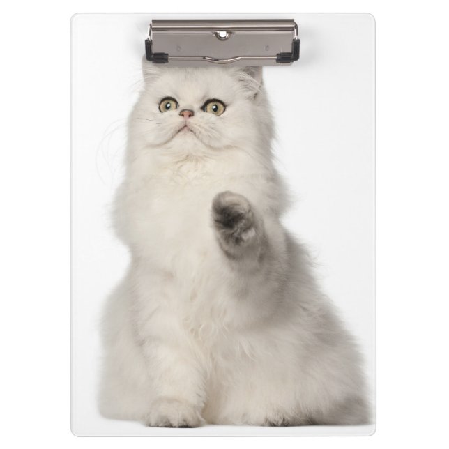Persian cat sitting clipboard (Front)