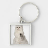 Persian cat sitting
