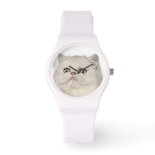 Persian cat sitting watch