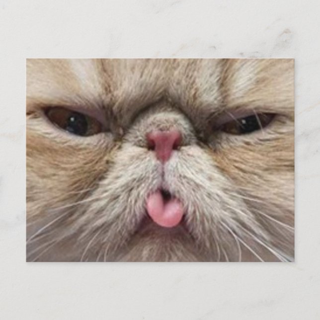 Persian Cat Sticking Tongue Out Postcard (Front)