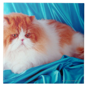 Persian cat tile