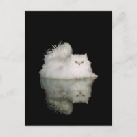 Persian Cat with Jade Green Eyes