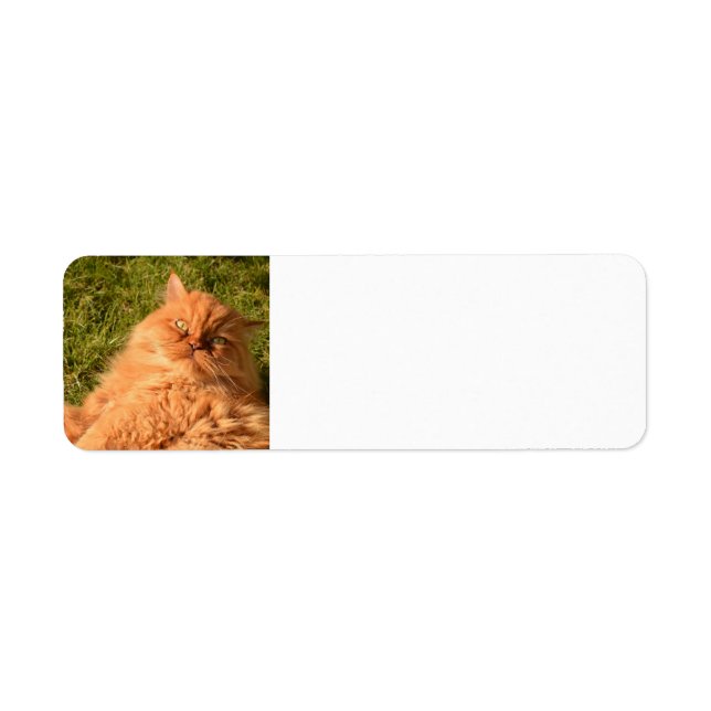 PERSIAN GINGER CAT RETURN ADDRESS LABELS (Front)