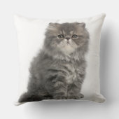 Persian Kitten (2 months old) sitting Cushion (Back)